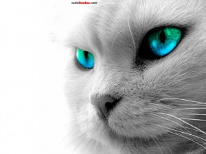 Gato de ojos azules y verdes