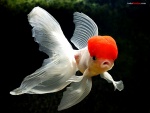 Goldfish boina roja