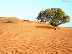 Un árbol en el desierto