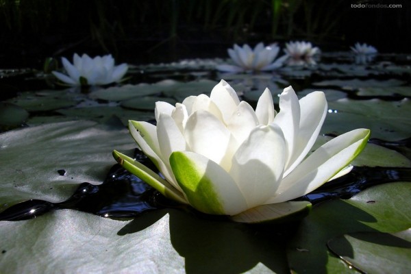 Flores de loto blancas