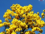 Árbol de Guayacán amarillo