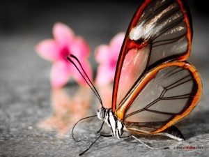 Mariposa transparente