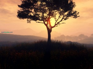 Un árbol solitario