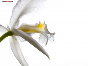 Postal: Flor blanca sobre fondo blanco