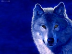 Lobo azul