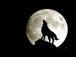 Lobo aullando a la luna llena