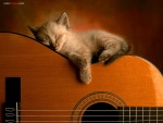 Gatito durmiendo sobre una guitarra