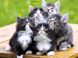 Postal: Hermanos gatitos