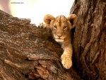 Cachorro de león en un árbol