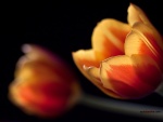 Dos tulipanes