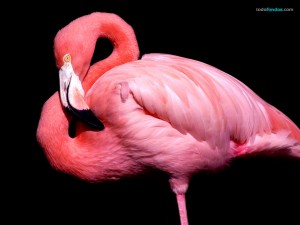 Postal: Un flamenco rosa