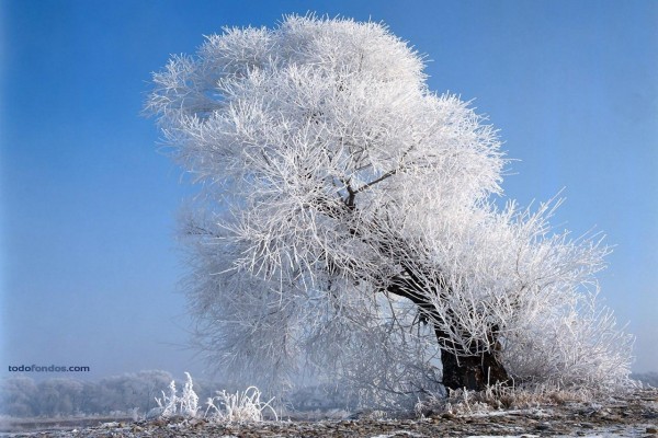 Un árbol blanco