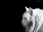 Gato blanco sobre negro