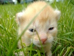 Un joven gatito en la hierba