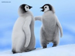 Pingüinos bebés