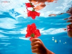 Una flor roja bajo el agua