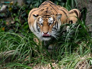 Postal: Tigre cazando