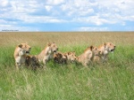 Leonas (Parque Nacional Masai Mara, Kenia)