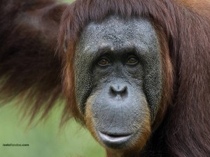 Postal: Orangután