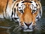 Tigre bañándose