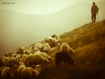 El pastor y su rebaño