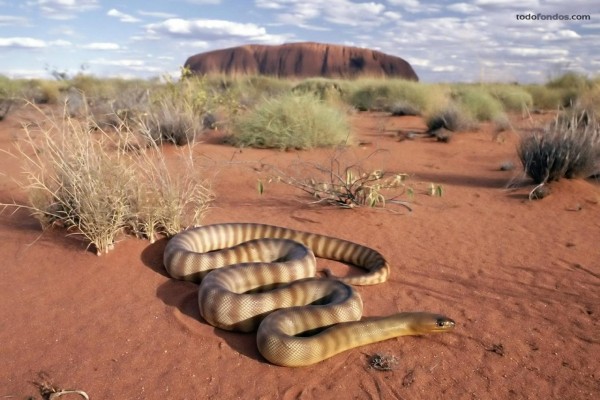 Serpiente en el desierto