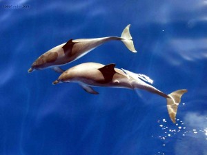 Postal: Pareja de delfines