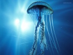 Una medusa eléctrica