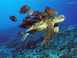 Tortuga verde marina siendo limpiada por peces del arrecife, en Hawaii
