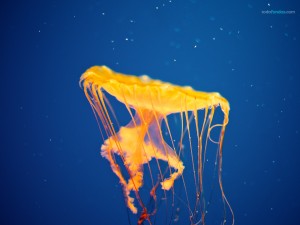 Una medusa de color naranja
