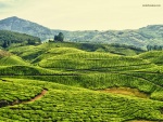 Plantaciones de té en Kerala, India