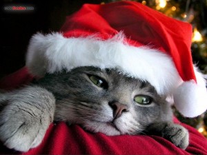 Postal: Gato Noel