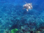 Una tortuga en la Gran Barrera de Coral