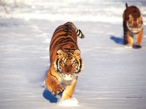 Postal: Tigres en la nieve