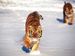 Tigres en la nieve