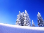 Árboles nevados, bajo un cielo azul