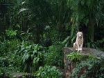 Tigre blanco (Zoo de Singapur)