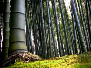 Bosque de bambú, en Kioto (Japón)