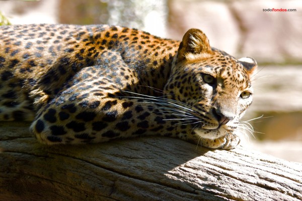 Leopardo tumbado sobre un tronco
