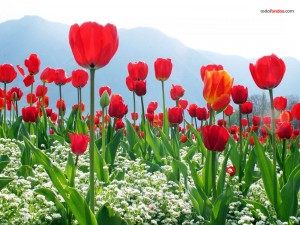 Plantación de tulipanes