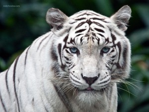 La mirada del tigre blanco