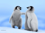 Pingüinos Emperador, en la isla Snow Hill, en la Antártida