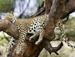 Leopardo durmiendo sobre un árbol