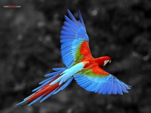 Loro de colores volando con las alas extendidas