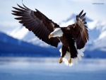 Águila calva en pleno vuelo