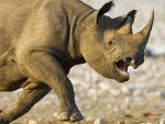 Rinoceronte negro cargando