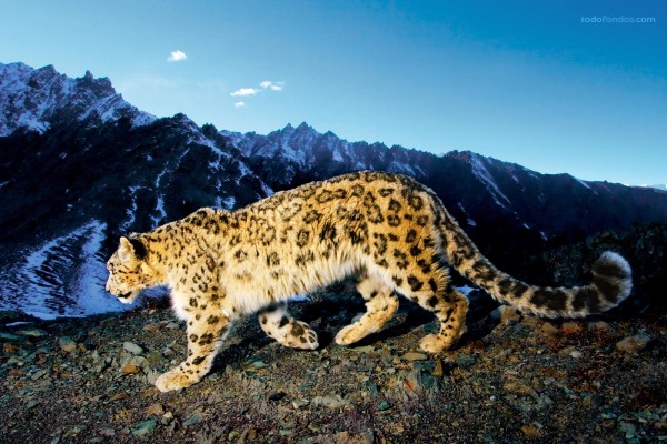 Leopardo de las nieves (gatopardo)