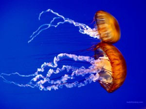 Pareja de medusas