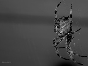 Araña tejiendo su tela