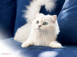 Postal: Gato blanco